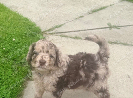 Cockapoo Puppies last one