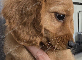 Cocopoo puppies for sale