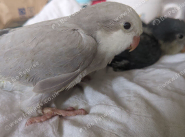Baby Quakers 3 grey and 1 blue Cobalt hand reared