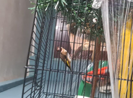 Pair british goldfinch