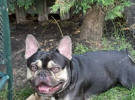 French bulldog