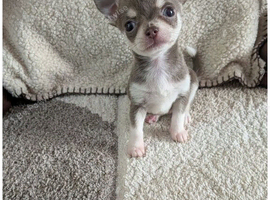 Last Beautiful puppy chihuahua