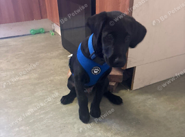 12 week old Boy Black lab for sale