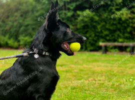 Beautiful Black German Shepherd