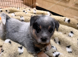 Australian Cattle Dog Puppies