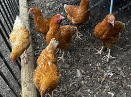 6 point of lay hens/pullets