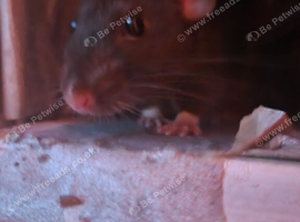 Taking in rats that people are rehoming