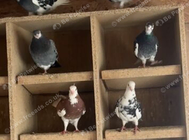 Roller pigeons