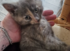 4 female kittens