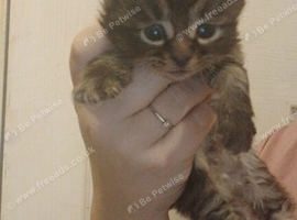 Beautiful cross kittens