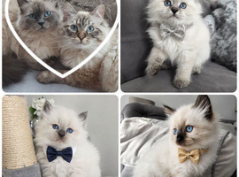 Champion bloodline siberians