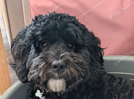 9 month old male Lhasapoo for sale