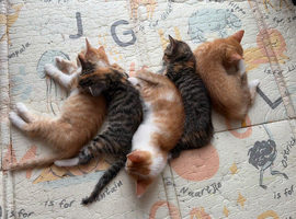 Kittens need a forever home