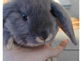 Pure Bred Mini Lops