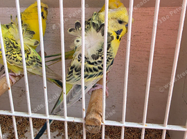 TCB helicopter budgie pairs