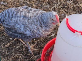 Cream Legbar cockerel 6 weeks