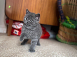 British Blue Shorthair Male