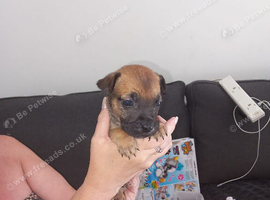 Belgian Malinois standard bully