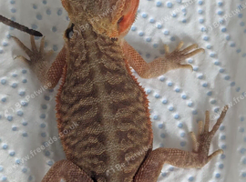 Baby bearded dragons for sale in southeast London SE7