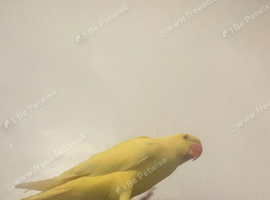 Beautiful female ringneck