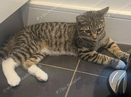 Mackerel tabby kitten
