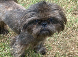 Stud only Small Imperial Blue Shih Tzu Stud KC Reg in Bristol