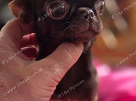 HEARTBREAKING DECISION &ndash; VERY TINY smooth coat  Chocolate Chihuahua Girl Seeking Her Forever Home