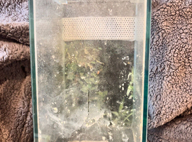 Glass spider enclosure