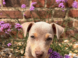 Jack Russell Puppies Lilac Chocolate Blue