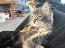 Maine coon kitten