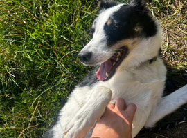 2 Year Old Border Collie