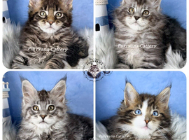 TICA registered adorable Maine coon kittens