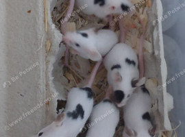 Fancy Mice - red brokens, black brokens & agouti brokens. Males only.