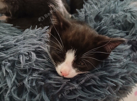 Kittens 1 ginger and 3 tuxedo
