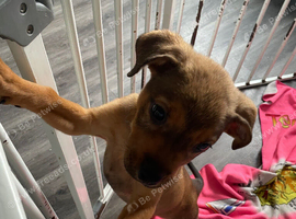 Rottweiler cross boxer