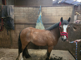 Kids pony can be led by any tot