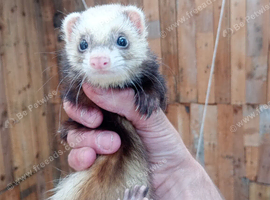 Ferret for rehoming