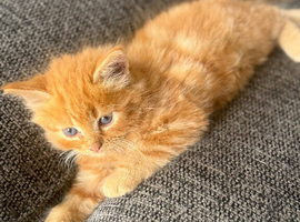British Shorthair cross Persian fluffy boy kittens