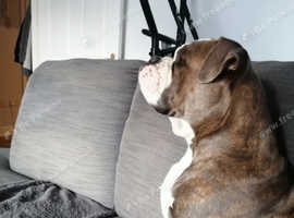 Stud dog Old tyme English bulldog