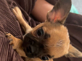 Frenchie x Chihuahua