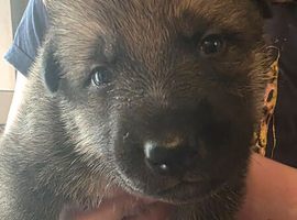 Tamaskan Puppies