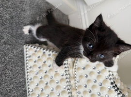 Beautiful kittens