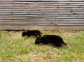 Two black Havana bunnies needing a new loving home.
