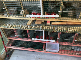 Jumbo quail eggs