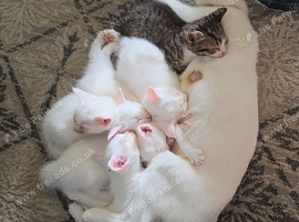 White kitten for sale