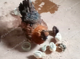 Silky X mum and 6 chicks