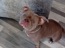Staffy x pocket bully