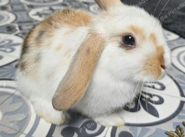 One Lop left