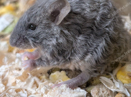 Rex coat fancy mice
