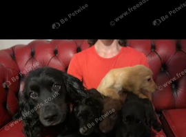Cocker spaniel puppies
